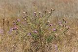 Cirsium serrulatum. Верхушка цветущего и плодоносящего растения. Ростовская обл., Азовский р-н, окр. хут. Обуховка, остепнённый песчаный луг. 21.08.2022.