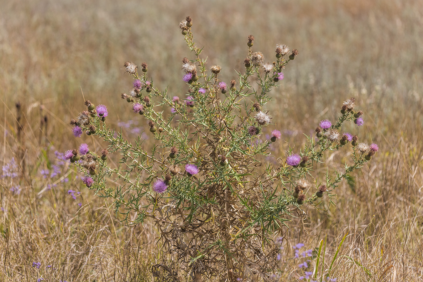 Image of Cirsium serrulatum specimen.