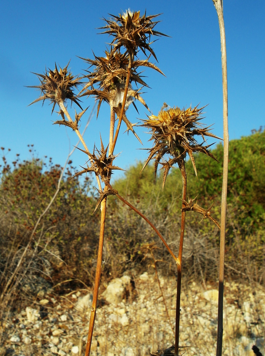 Image of Carlina corymbosa specimen.