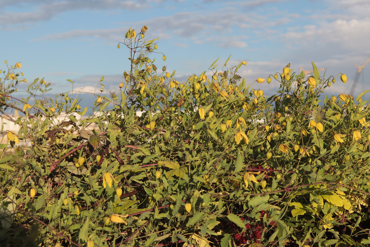 Image of Clematis orientalis specimen.