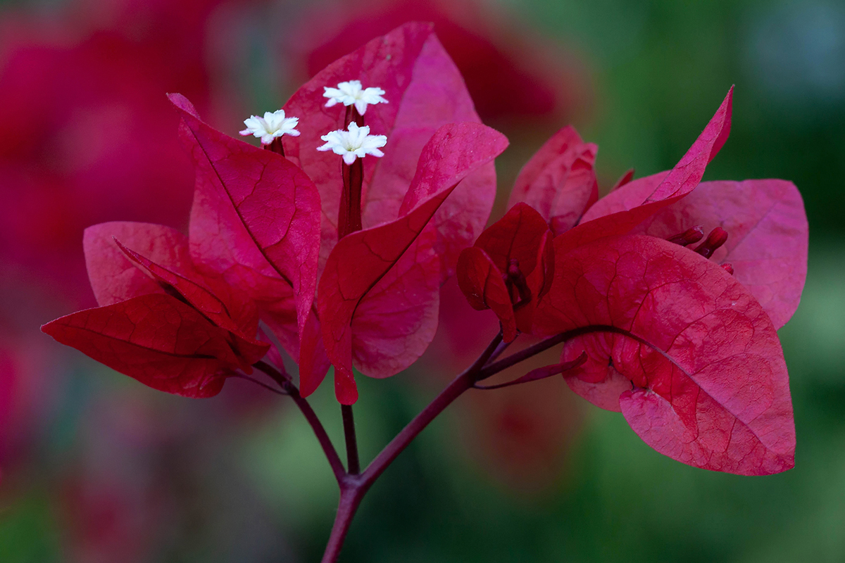 Изображение особи род Bougainvillea.