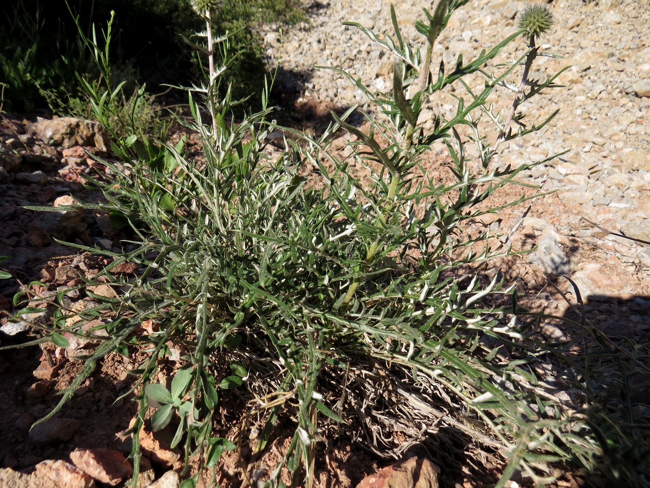 Изображение особи Echinops tschimganicus.