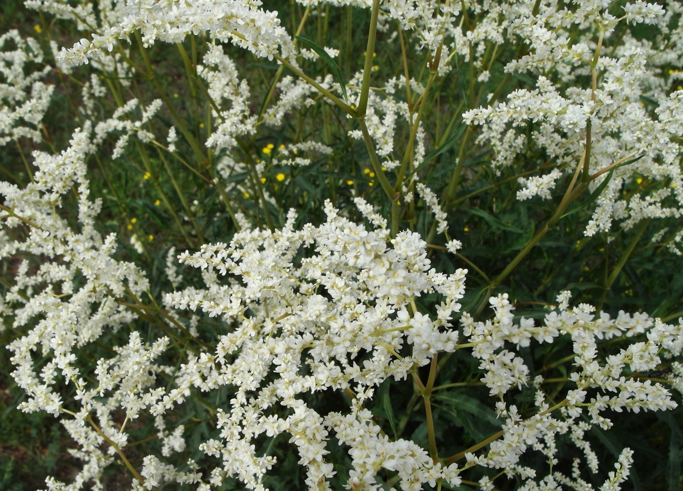 Изображение особи Aconogonon alpinum.