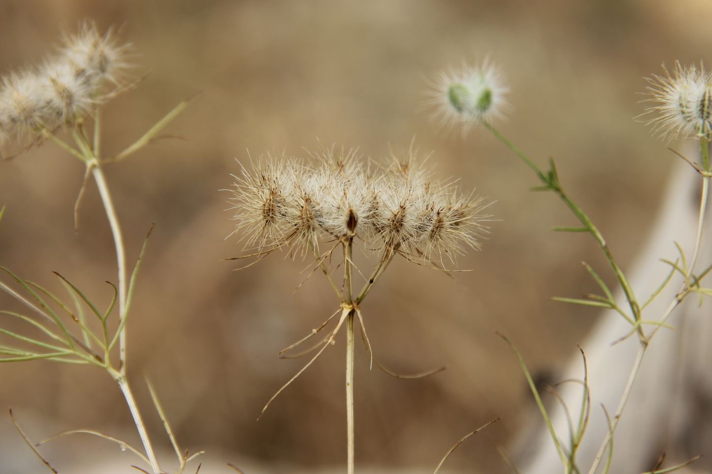 Изображение особи Cuminum setifolium.