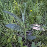 Dactylorhiza fuchsii