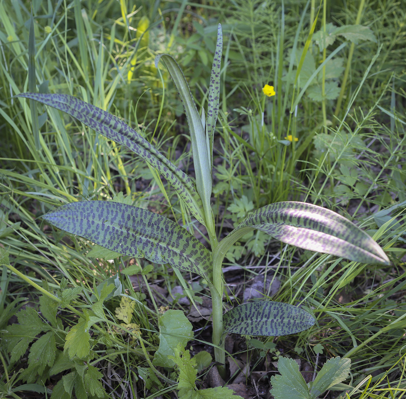 Image of Dactylorhiza fuchsii specimen.