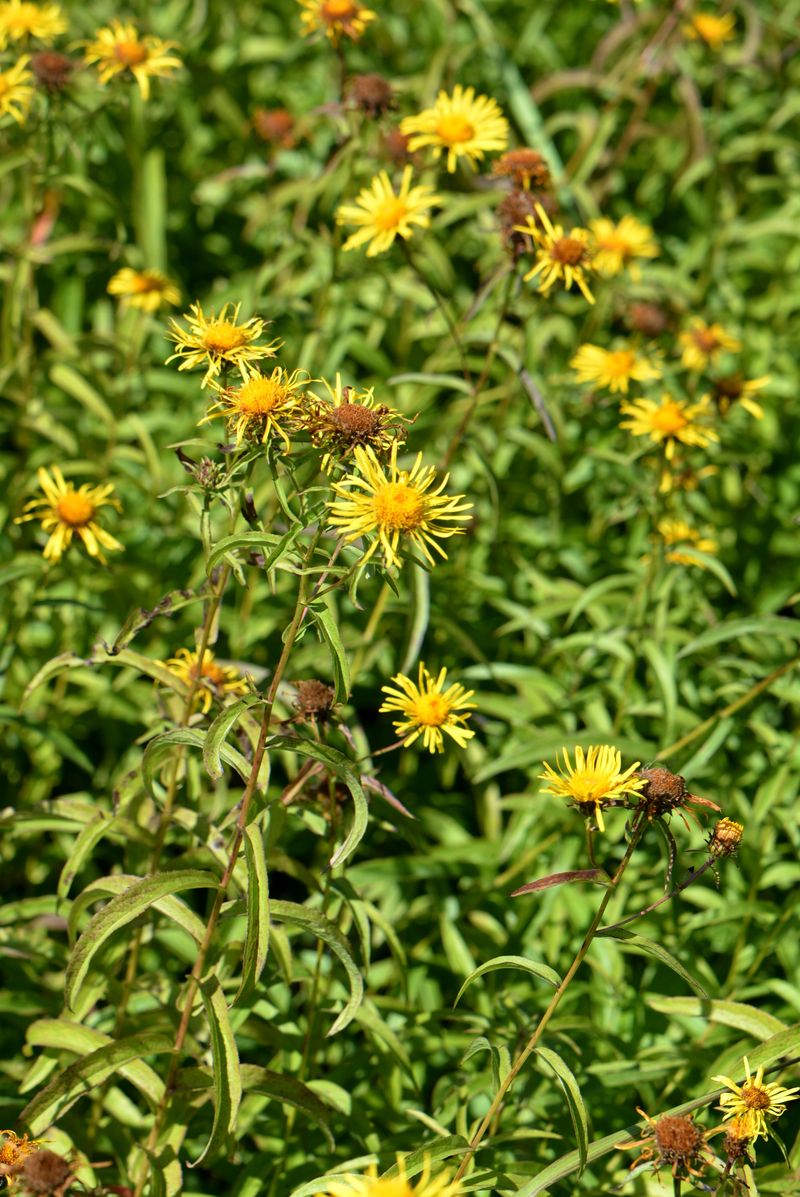 Изображение особи Inula salicina.