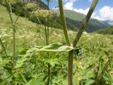 Heracleum ponticum