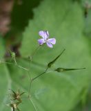 Geranium robertianum