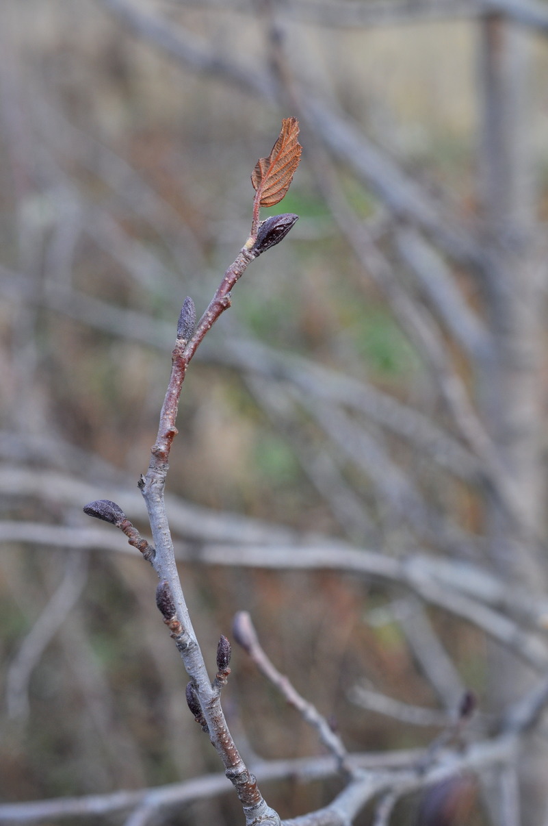 Изображение особи Alnus incana.