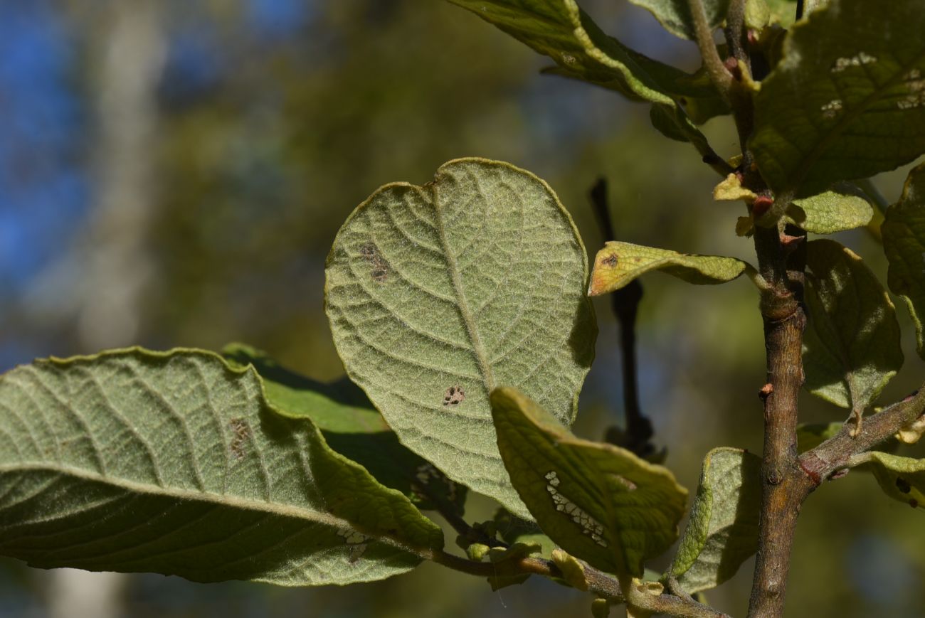 Image of Salix aurita specimen.