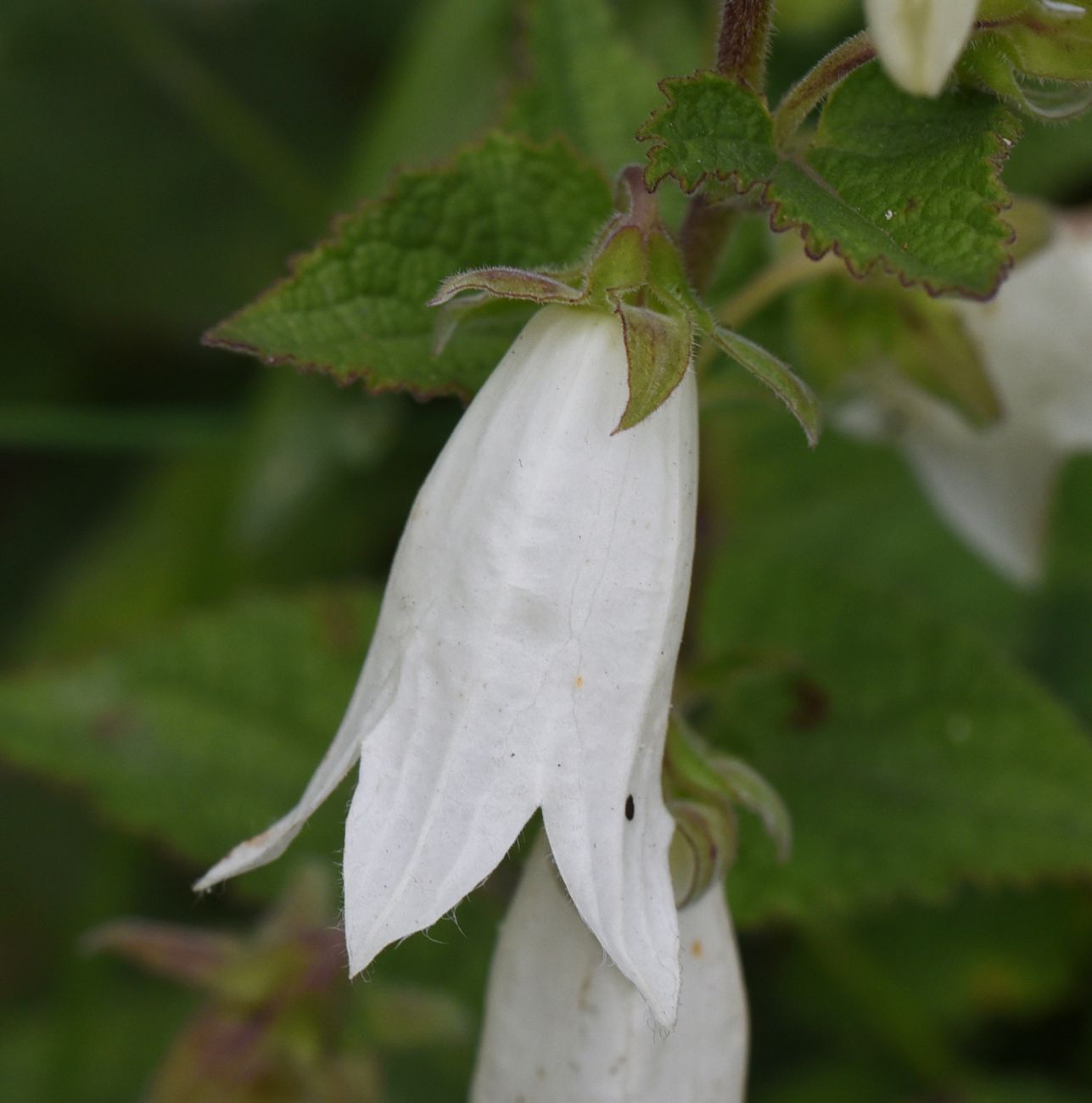 Image of Campanula alliariifolia specimen.