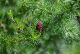 Larix sibirica. Часть ветви с шишкой. Хакасия, Ширинский р-н, окр. с. Ефремкино, скалы Тогыз-Аз, опушка лиственничного леса. 07.06.2022.