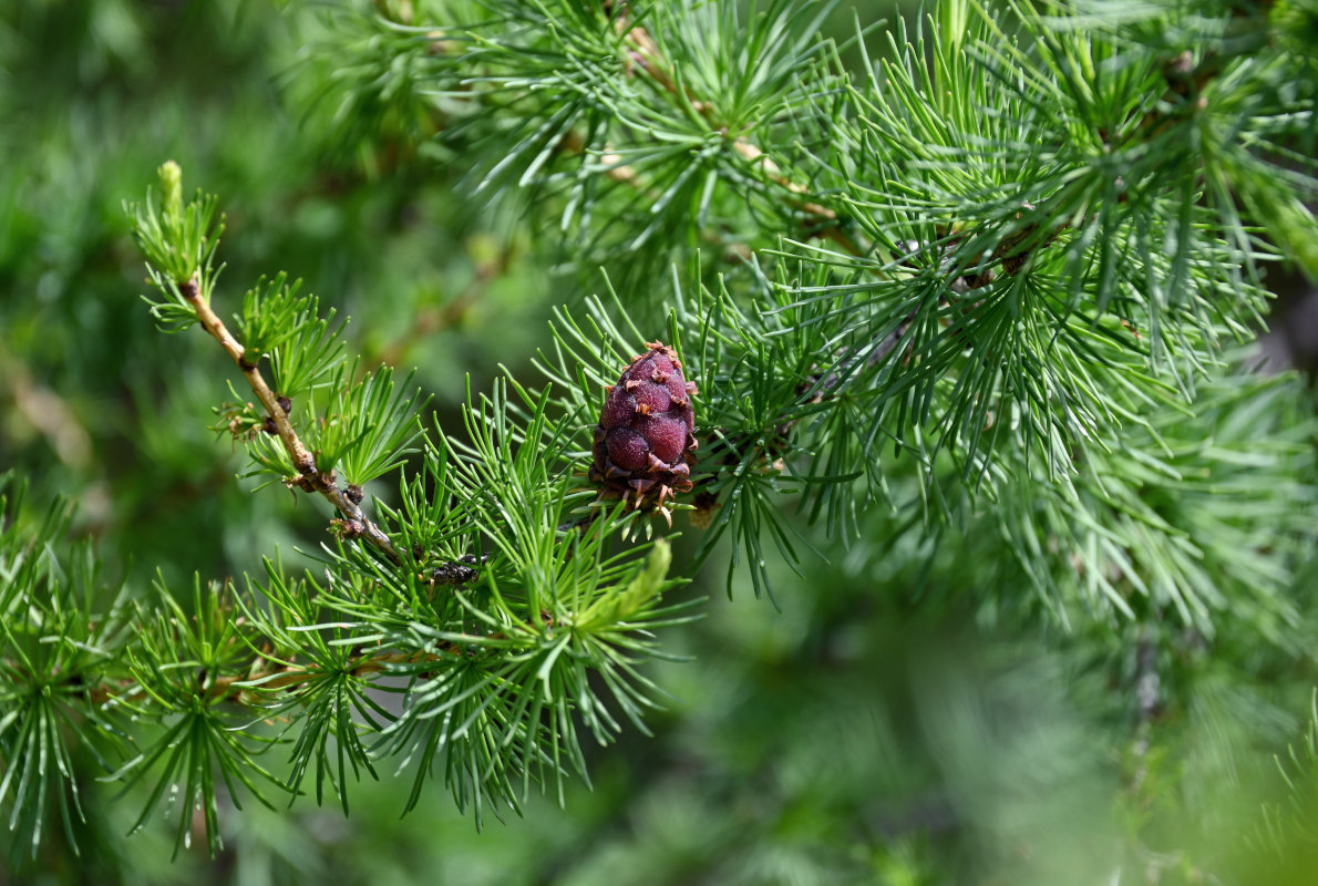 Image of Larix sibirica specimen.