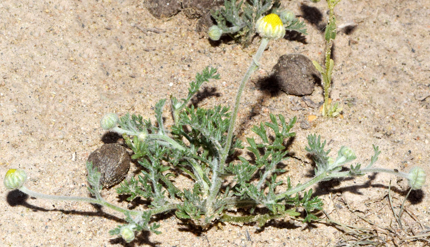 Image of Microcephala lamellata specimen.