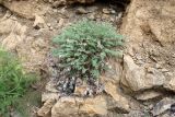Смотреть изображение Oxytropis ugamica