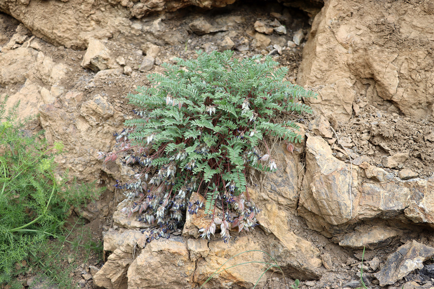 Image of Oxytropis ugamica specimen.