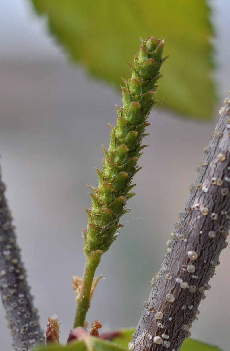 Image of Betula &times; zabelii specimen.