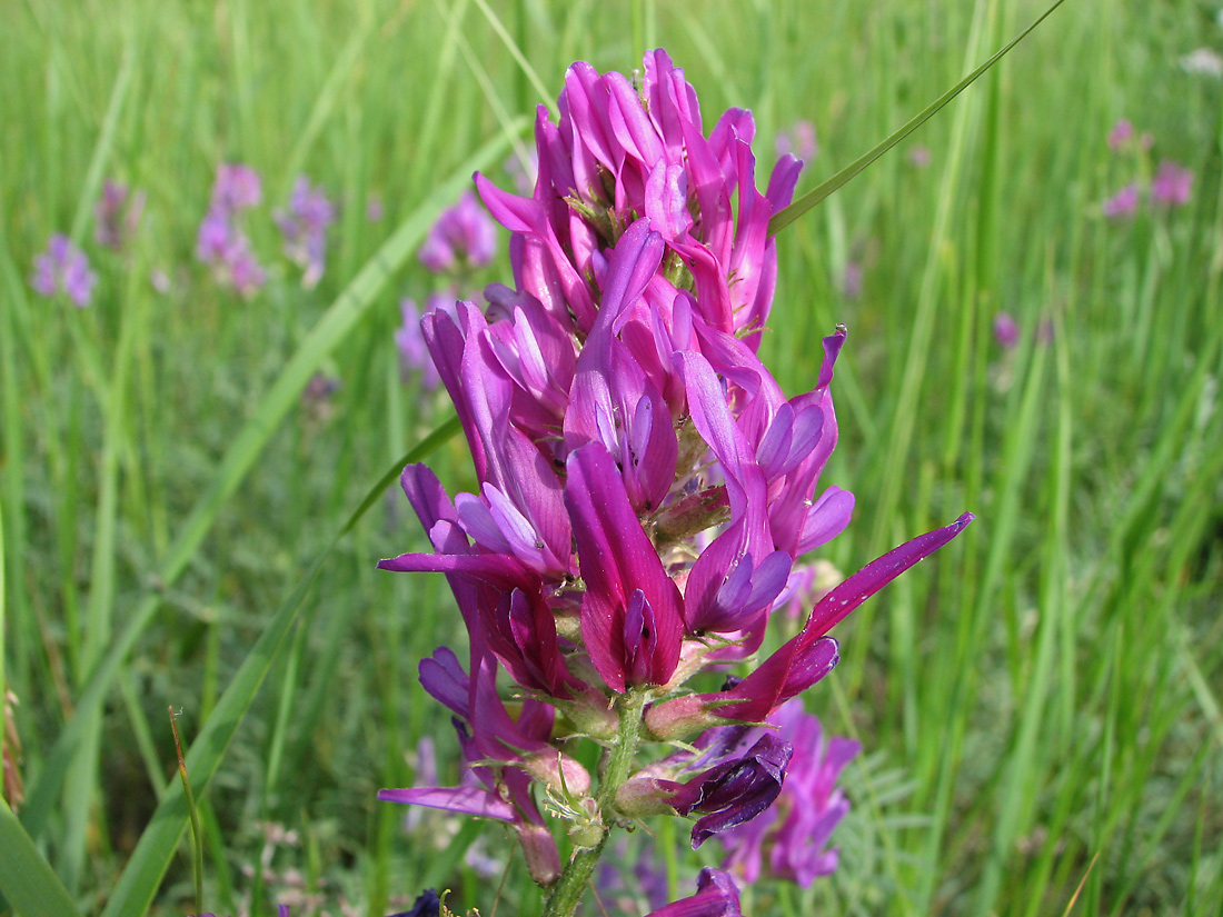 Image of Astragalus borysthenicus specimen.