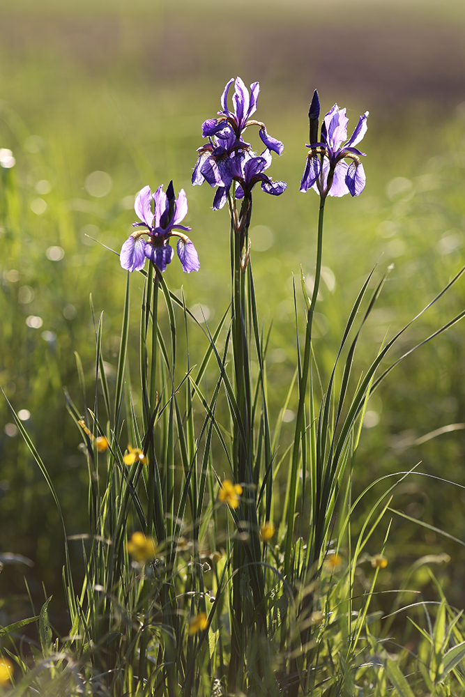 Изображение особи Iris sanguinea.