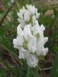 Oxytropis recognita