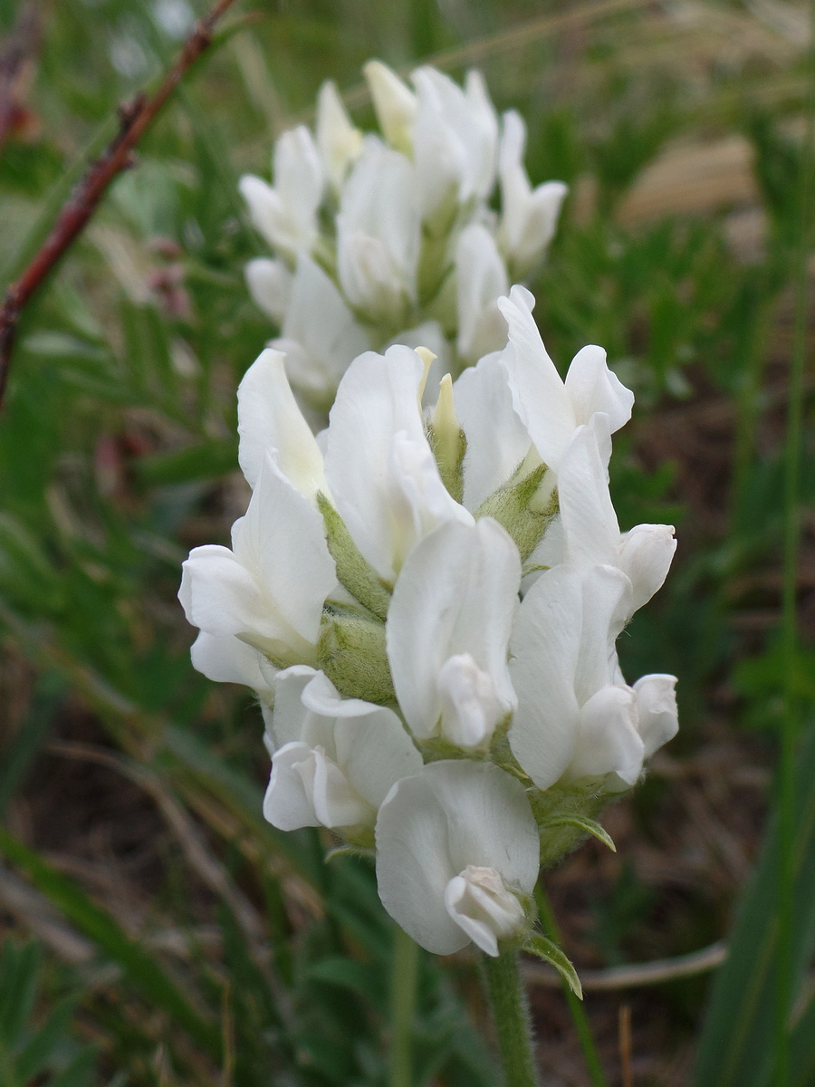 Изображение особи род Oxytropis.