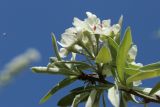 Pyrus salicifolia. Верхушка цветущей ветви. Санкт-Петербург, Фрунзенский р-н, парк \"Яблоневый сад\", в культуре. 14.05.2023.