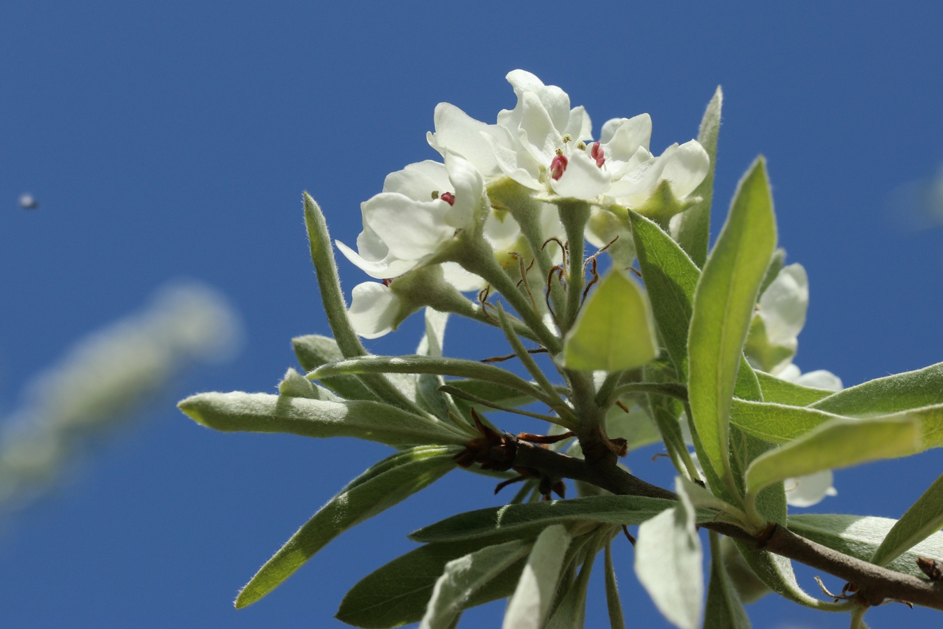 Image of Pyrus salicifolia specimen.