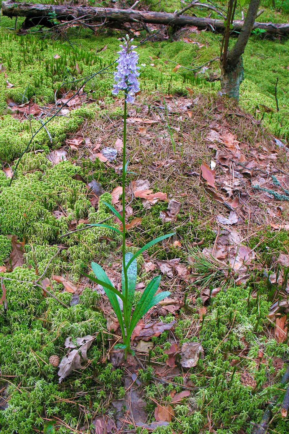 Image of Dactylorhiza maculata specimen.