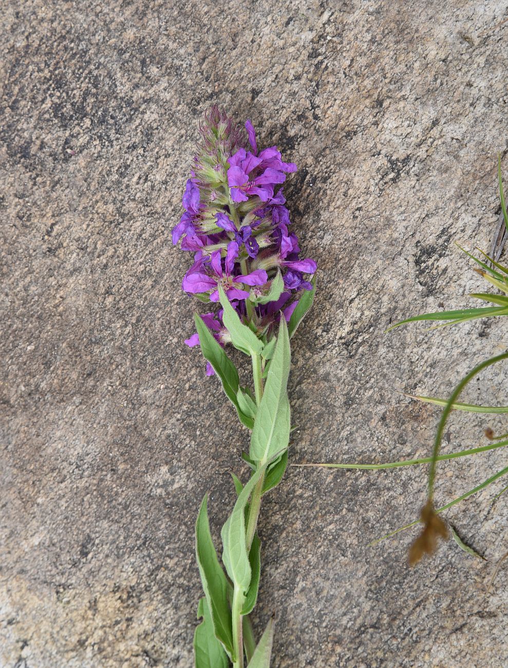 Изображение особи Lythrum salicaria.