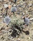 Echinops nanus