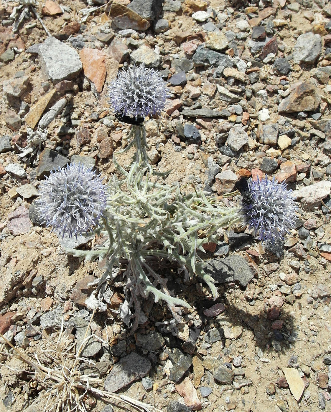 Изображение особи Echinops nanus.