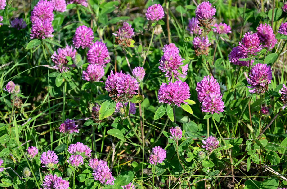 Изображение особи Trifolium pratense.