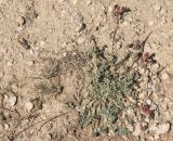 Oxytropis microsphaera