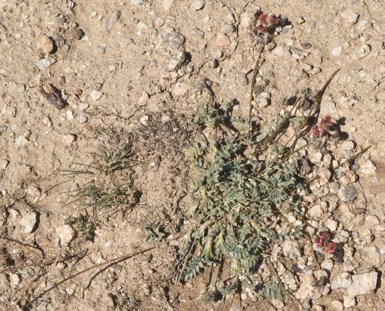 Image of Oxytropis microsphaera specimen.