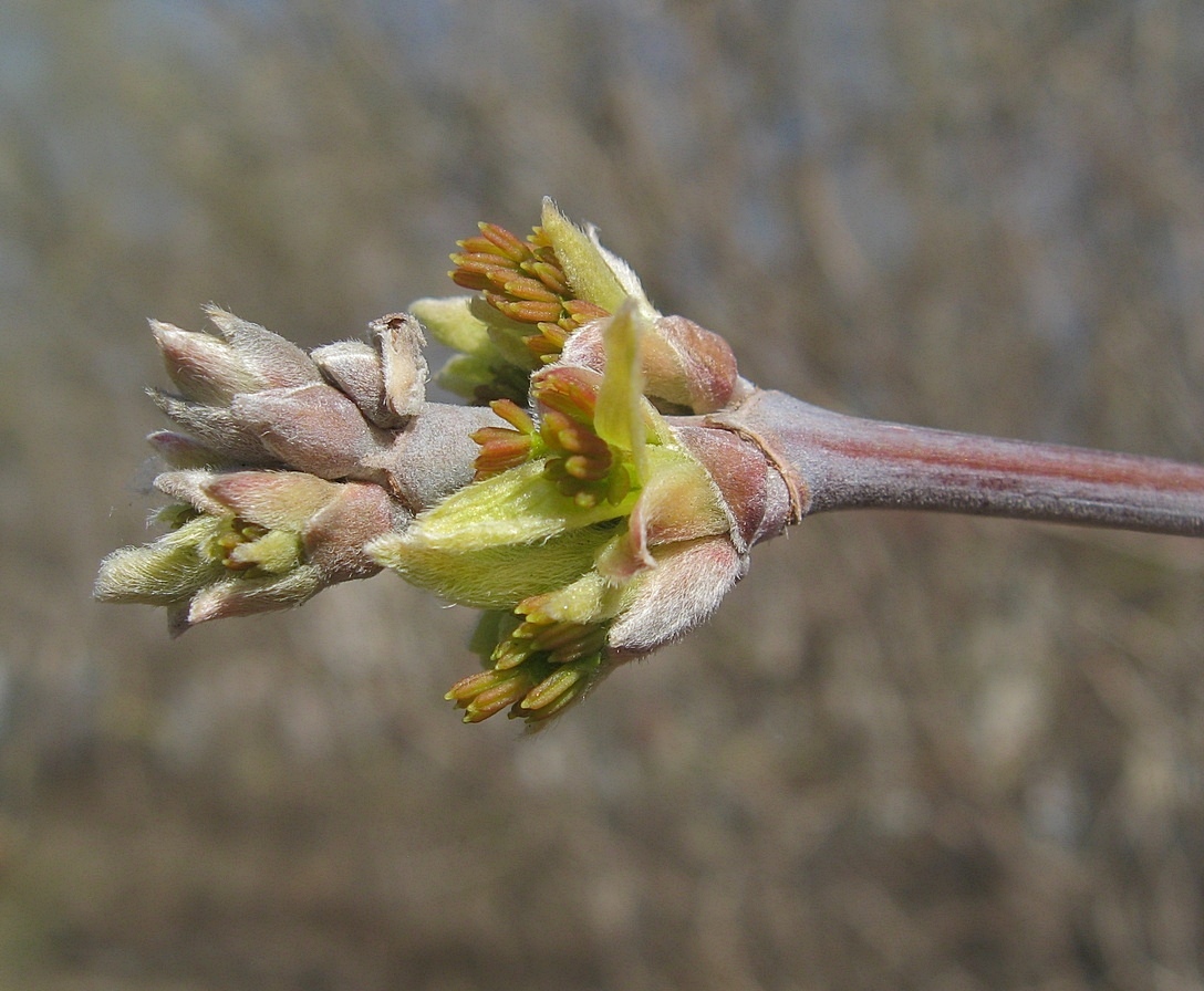 Image of Acer negundo specimen.