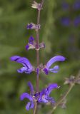 Salvia kuznetzovii