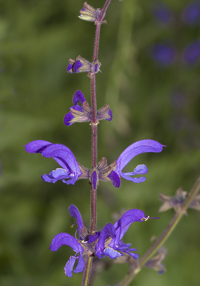Изображение особи Salvia kuznetzovii.
