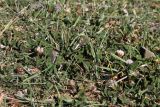 Trifolium fragiferum