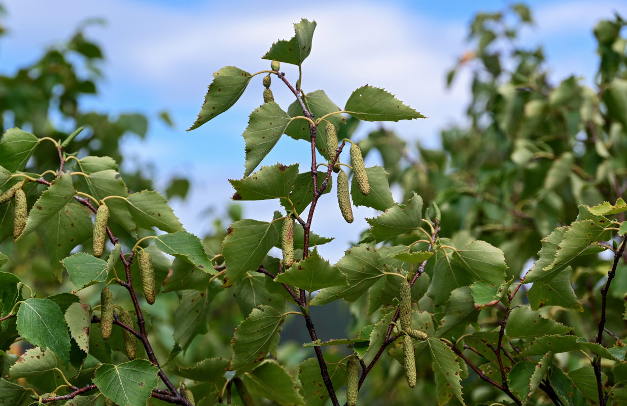 Изображение особи Betula platyphylla.