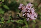 Origanum vulgare. Соцветие с цветками и бутонами. Псковская обл., Псковский р-н, окр. погоста Выбуты, берег р. Великая, крутой известняковый склон южн. экспозиции над обрывом, на частично задернованном уступе. 05.08.2023.