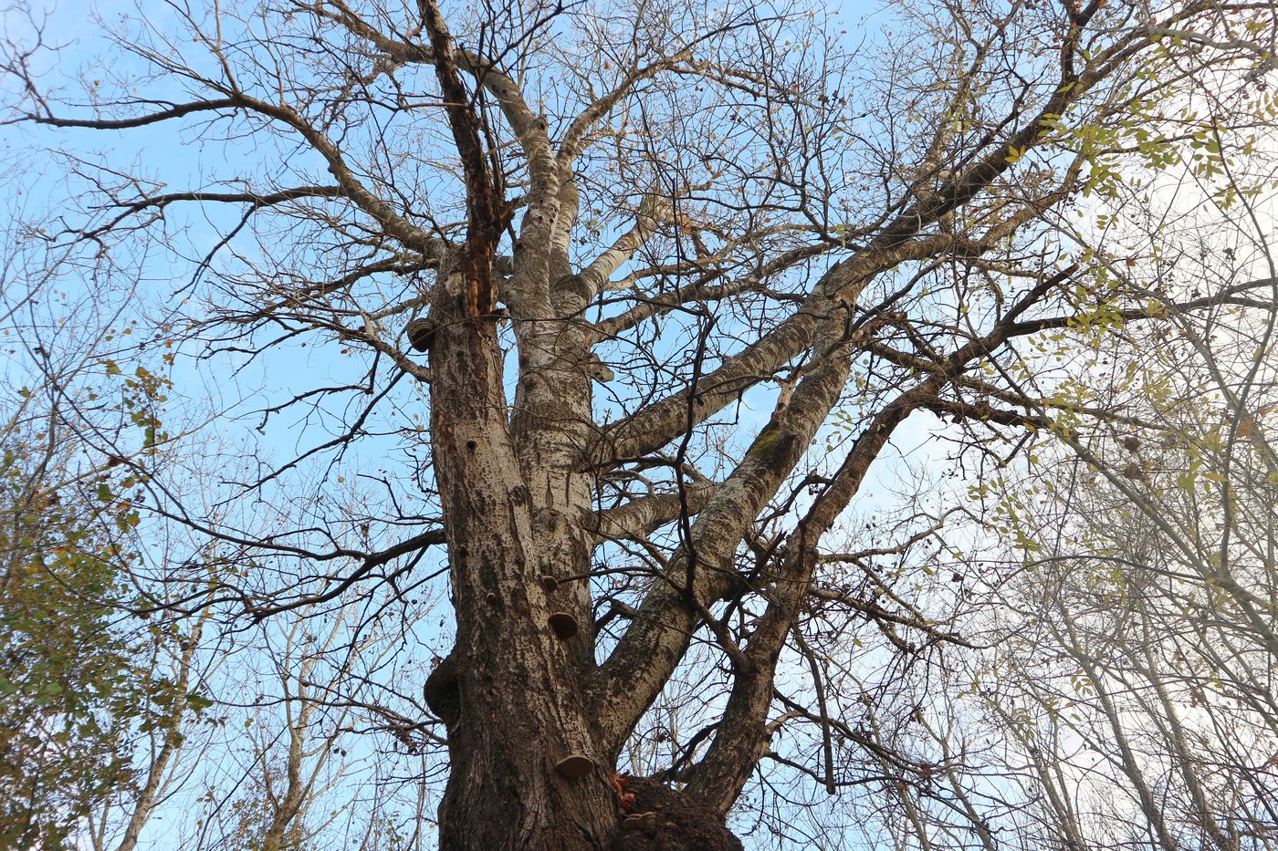 Image of Populus alba specimen.