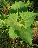 Atriplex sagittata. Верхушка растения. Удмуртия, Завьяловский р-н, окр. дер. Поварёнки. 11 июня 2010 г.