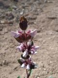 Phlomoides angreni