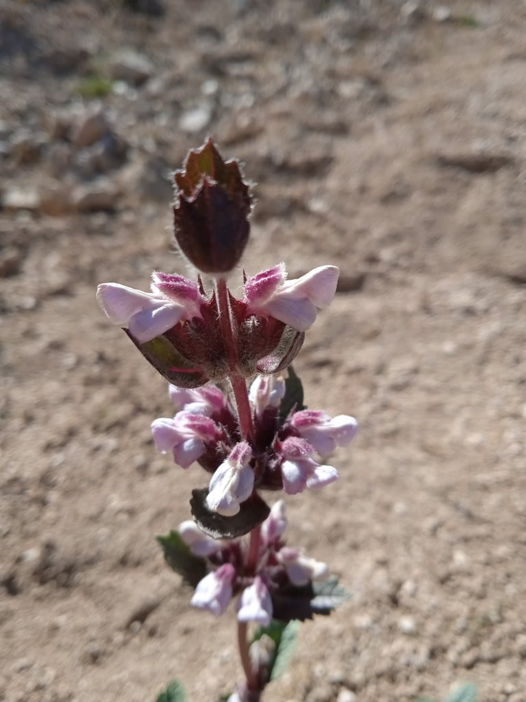 Изображение особи Phlomoides angreni.