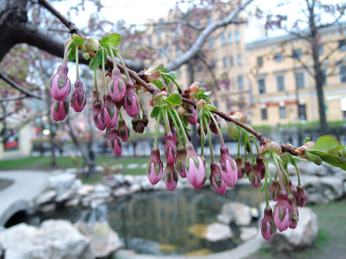 Изображение особи Cerasus sachalinensis.