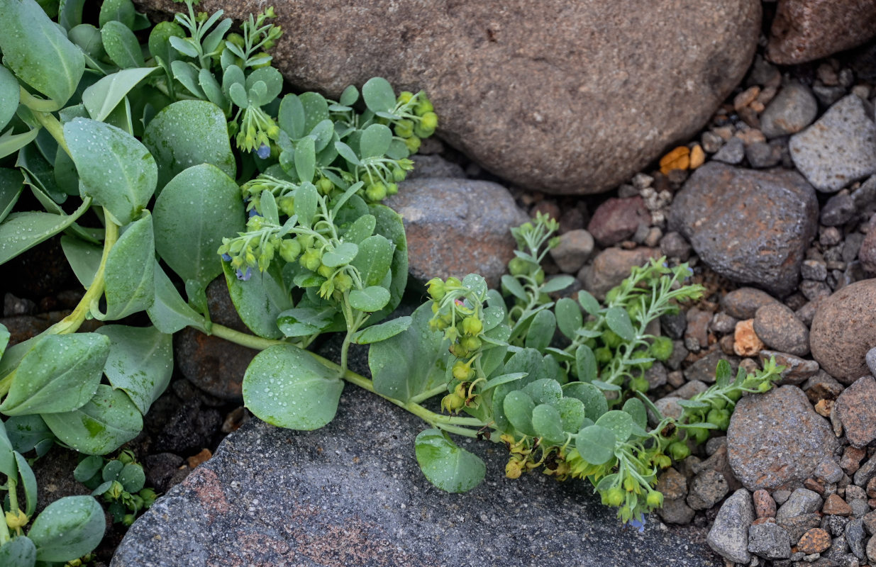 Изображение особи Mertensia maritima.