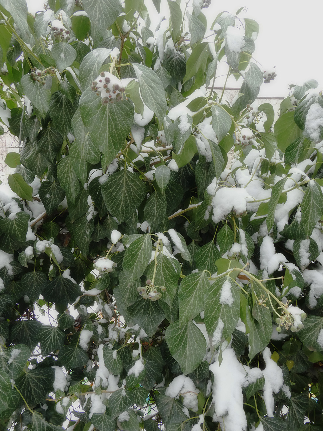 Image of Hedera helix specimen.