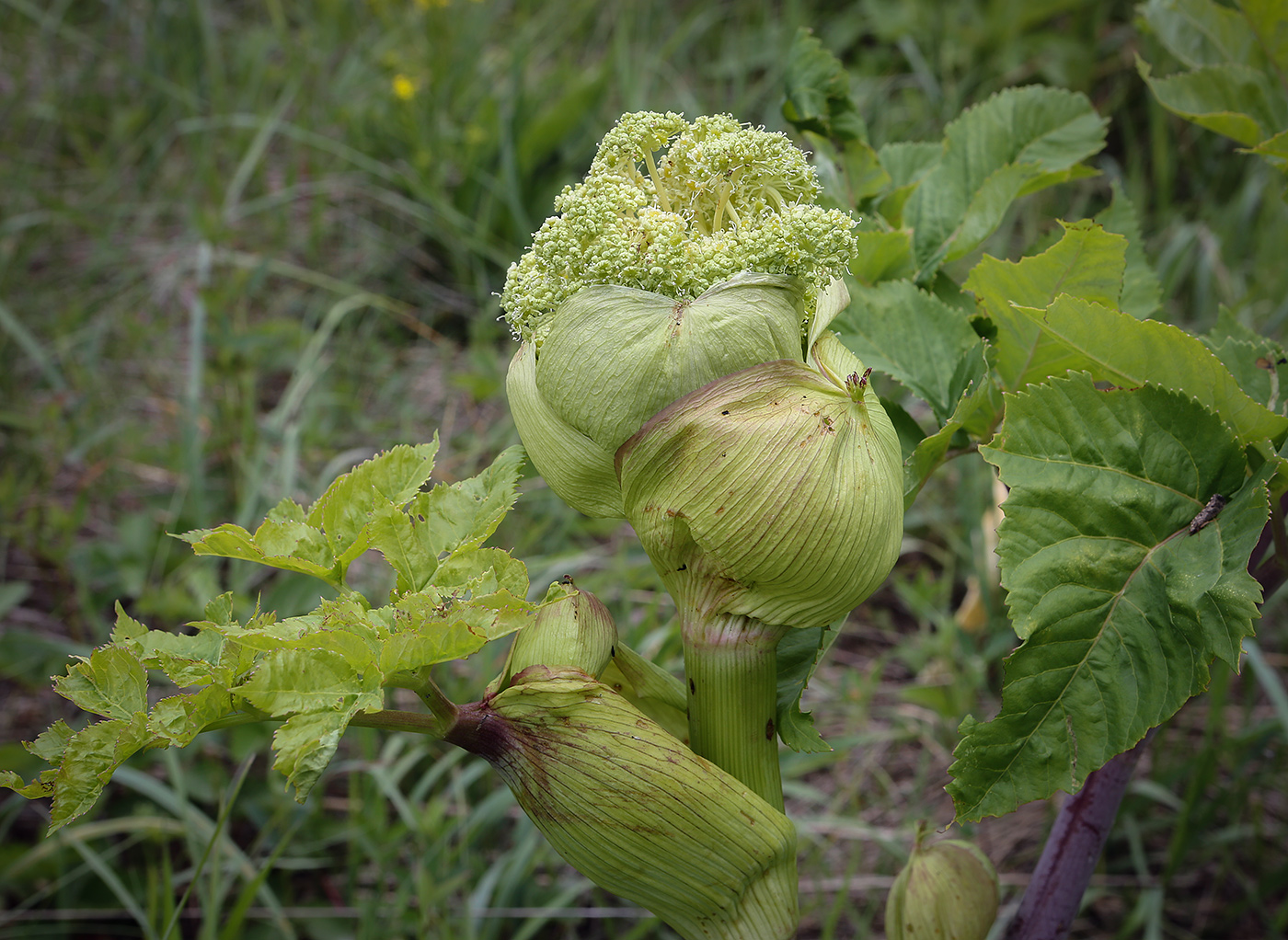 Изображение особи Archangelica officinalis.