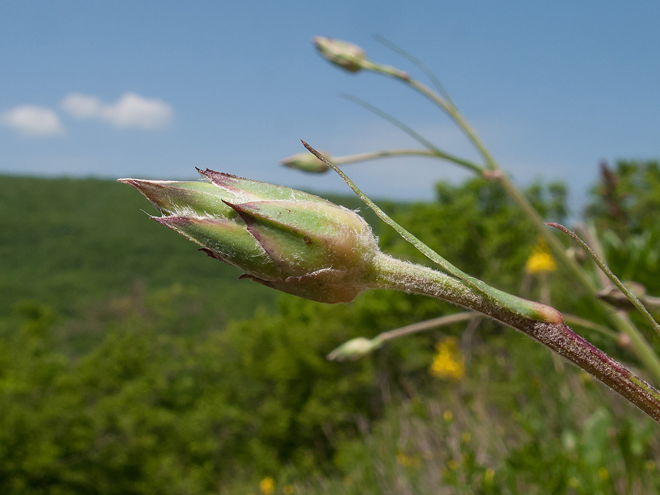 Image of Scorzonera stricta specimen.